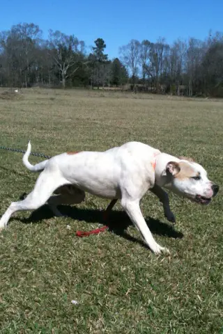 Henderson's Atomic Tank of Semmes'