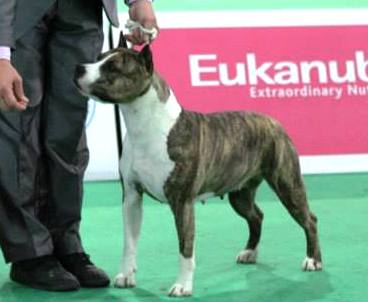 CH Minesota of Fianna