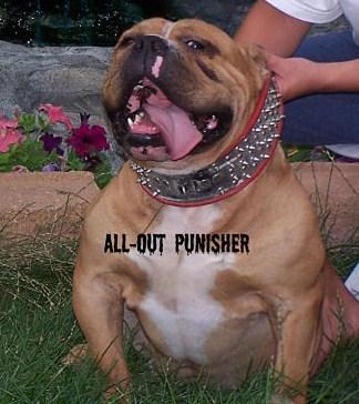 Punisher of All-Out Kennel's