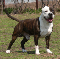 GRAND CH,CH RUS, RKF,NKPAST Zolotoi Angel Hranitel Sharm Super Staff