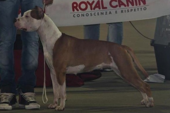 CH.SRB & CH.MNE Red Gioconda