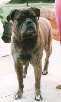 Romarie Maximillian Of Maymar