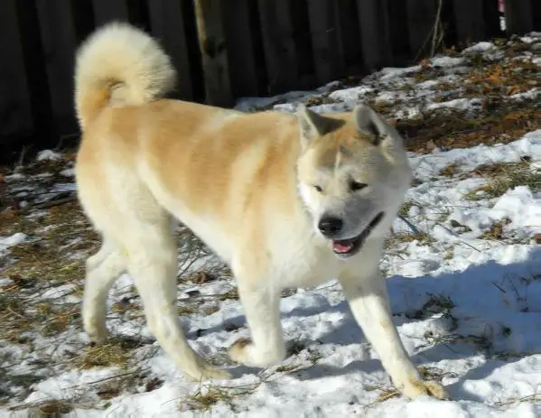 Ahrens Akio Hachiko