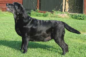 Guideline'S Cuddle The Cat