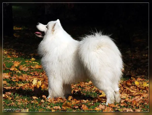 CH Azzazello For Dorian Grey Ever Smiling