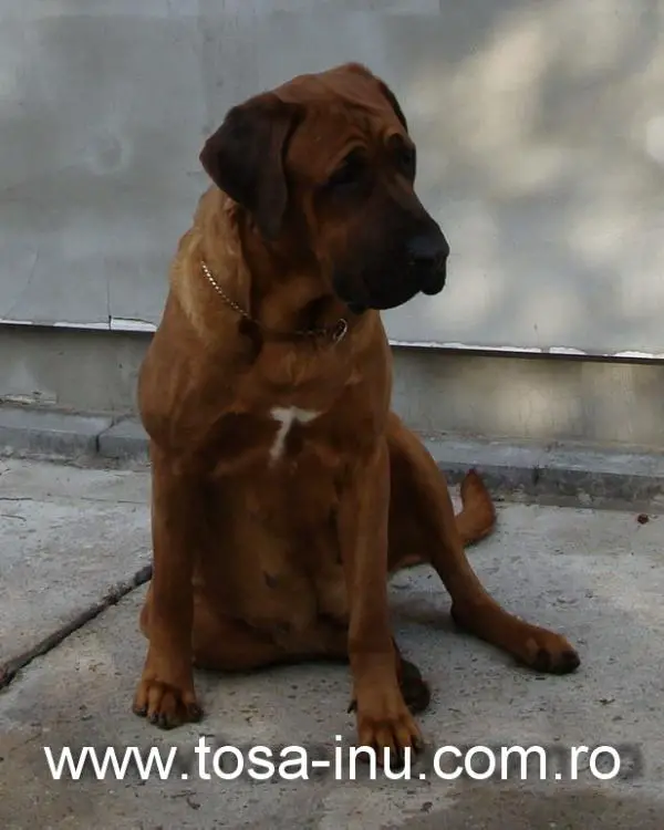 ROJCH/ROCH/SRBCH Nik Majestic Keisha