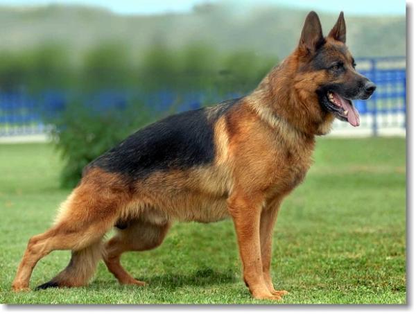 Darko von der Teufelskanzel