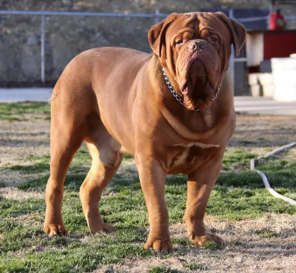 Tyrannus Hijacked By Emberez