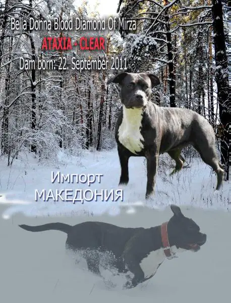 Bella Donna Blood Diamond Of Mirza