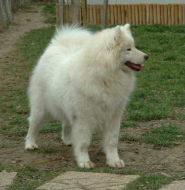 Legend Continues Nice Sophia