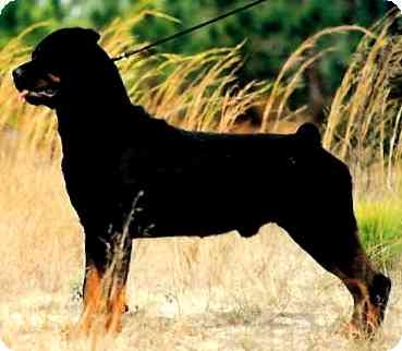 INT. CHAMPION Kostlich Maverick Von Ursa