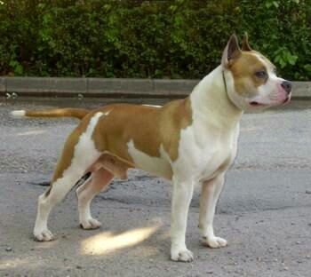 Campus Dei El Diavolo