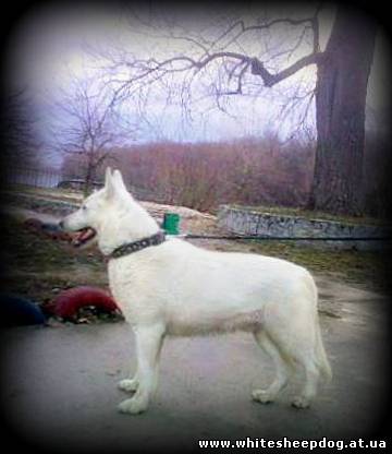 MARSHALL-ROY Star Way Royal