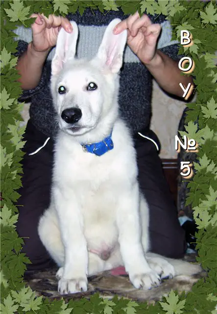 MAXUS-BOSS Star Way Royal