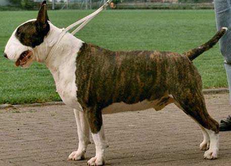 CH Einstein The Joker