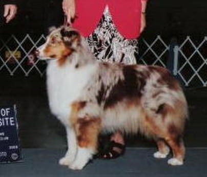 AKC/UKC CH Friends Midsummers Eve Koala-T