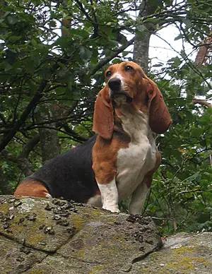 SJCH , SUCH Star Ban Zmilla