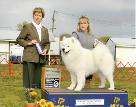 CH Mystic Oz's Samie Caravello