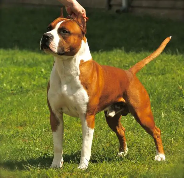 JCH.CH.PL. DREAMS COME TRUE PROZAK Canossa