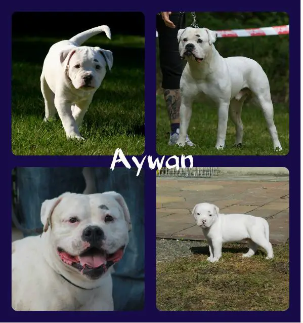 Just Ayton Aywan't You