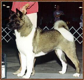 AKC CH Torazo's Saint She Ain't