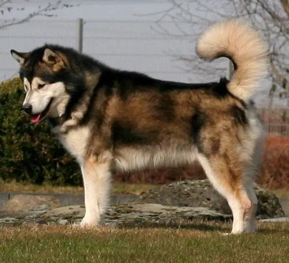 BISS,BIS,CH Faolan Nordic Wolf Issues of Yukon