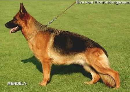 V15 VA3(USA) Diva vom Elzmündungsraum