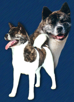 MULTI INT'L/BLR/MC/FR CH O'BJ Miss America