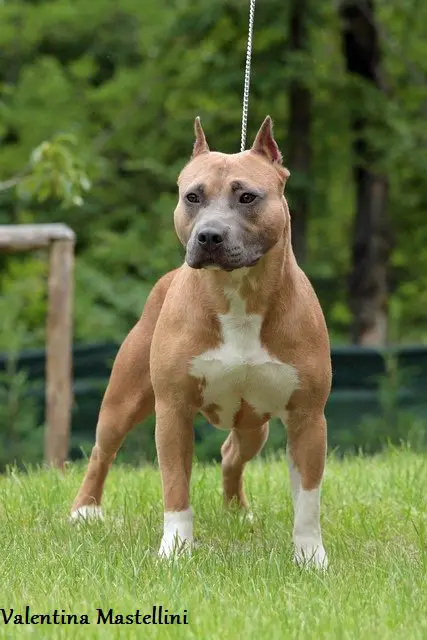 Lobotown Willynwood Welcome to the Jungle