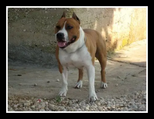 Red Rain Kennel Dix