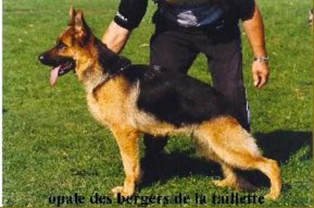 Opale des Bergers de la Taillette
