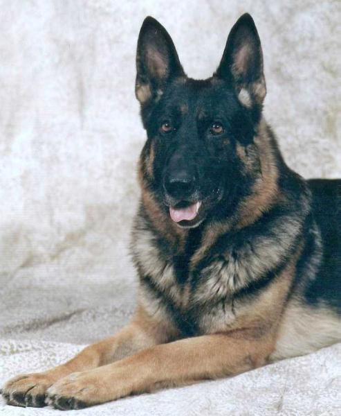 CH (CAN) Crystaridge's Royal Lancer