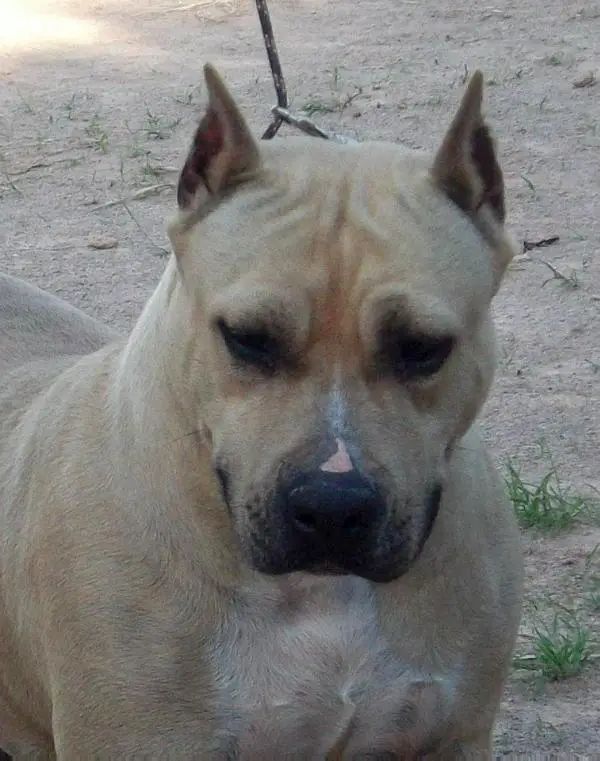 Arwen Undomiel do Elite Bulls