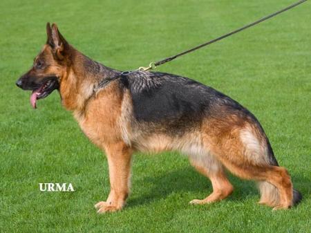 VA6 (I) Xenta vom Thermodos