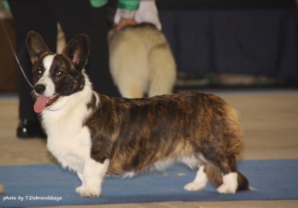 RUSCH, JRUSCH Aethwy California Dreamin`