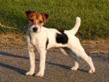 Little Eden Sassafras