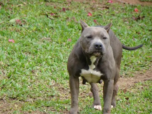 Staffy New Kraftfeld