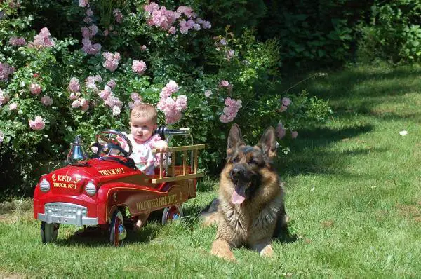 CH (CAN) Woodside's Wyatt Earp