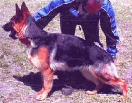 SG Romy des Meilleurs Sangs