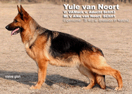 Yule van Noort