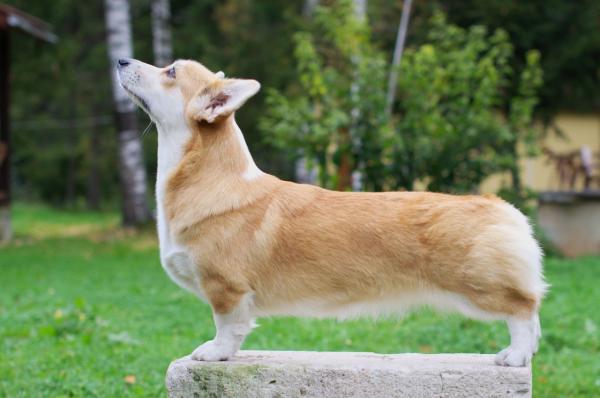 Fest Hauer Fonteyn Margo