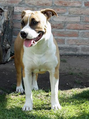 Amazing Lara Pure Gina