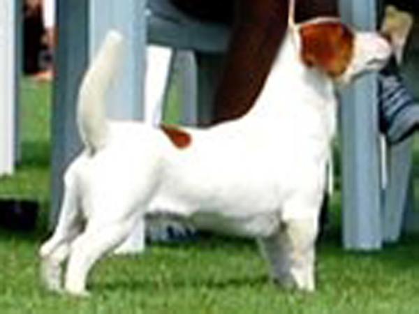 CH.PL, JUN.CH.LT Bumsingens Andy