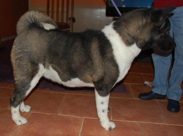 Marshall's Dixie Bear