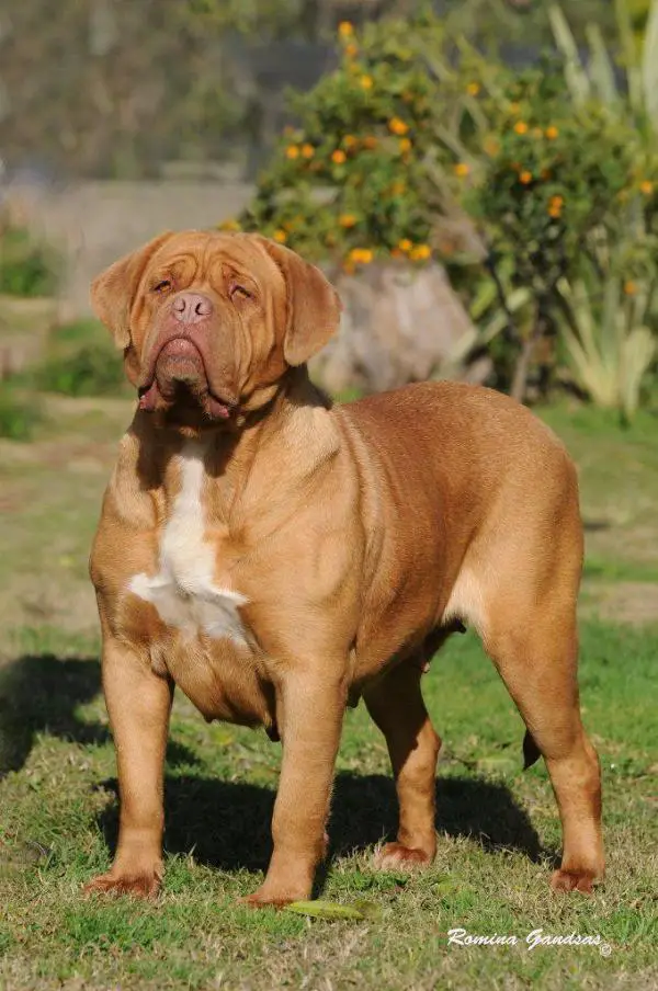 ARGGCH ARGCH Caramelito Los Picasos