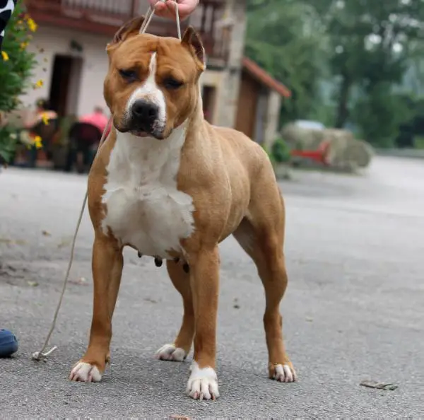 Carlota de Yankesstaff