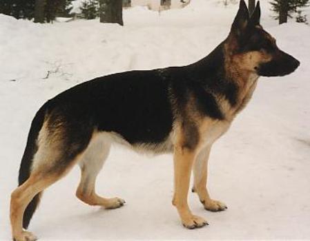 Raskabo Horga
