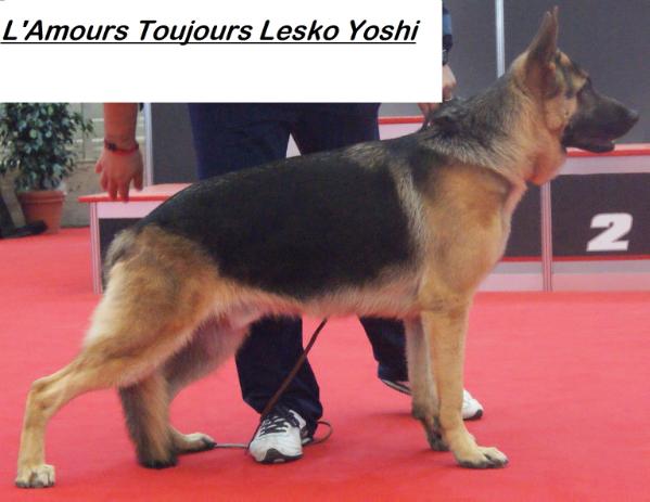 L'Amours Toujours Lesko Yoshi (*)
