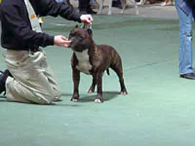 Kraftfeld Irgan Hutger