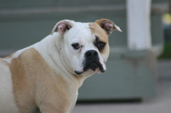 BBK' Bell of Brave Heart